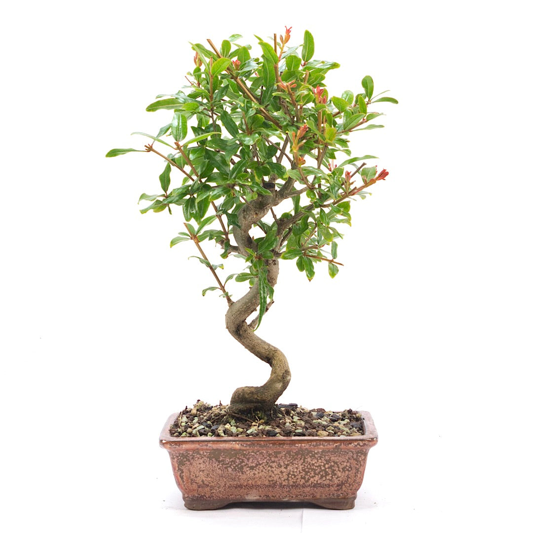 Granatapfel 'Punica granatum'